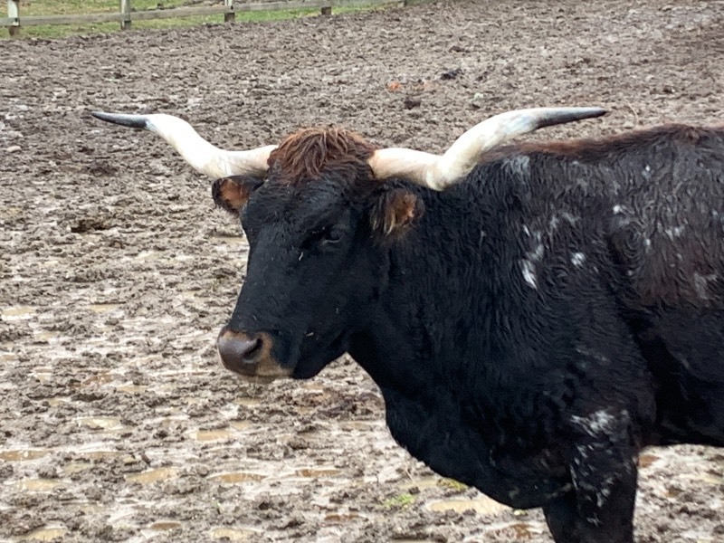 Purebred Texas Longhorn Cow---Possibly Pregnant