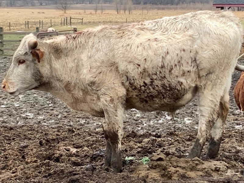Purebred Texas Longhorn Bull