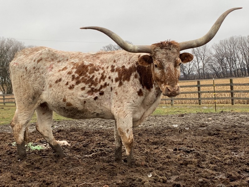 Purebred Texas Longhorn Cow---Possibly Pregnant