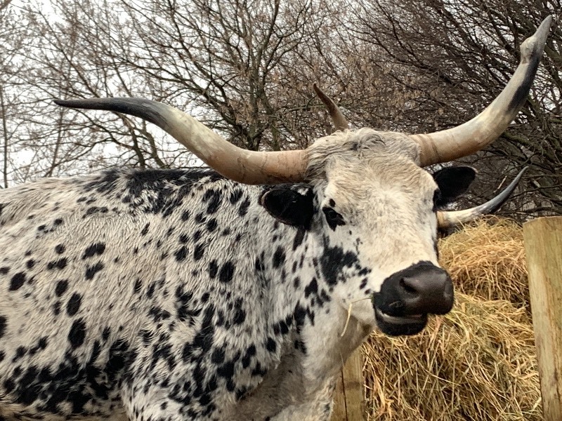 Purebred Texas Longhorn Cow---Possibly Pregnant