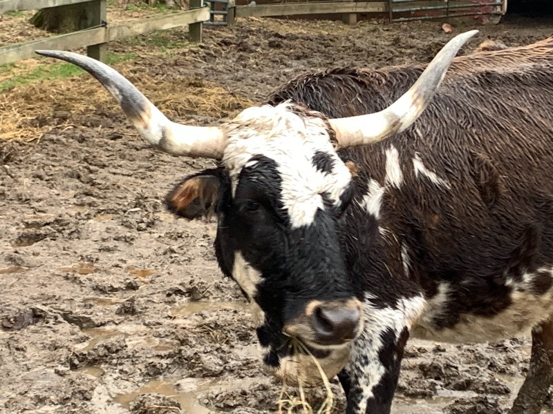 Purebred Texas Longhorn Cow---Possibly Pregnant