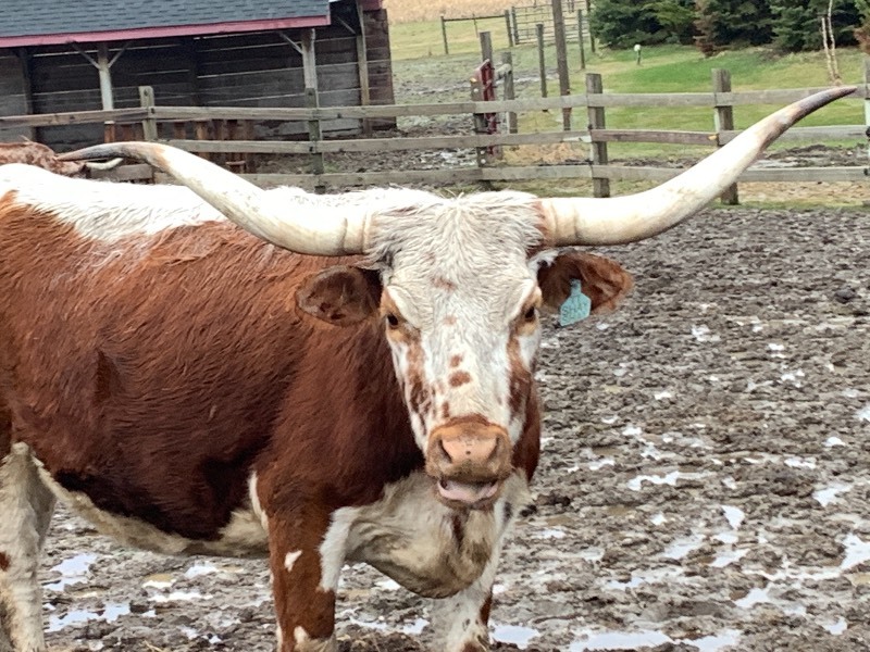 Purebred Texas Longhorn Cow---Possibly Pregnant