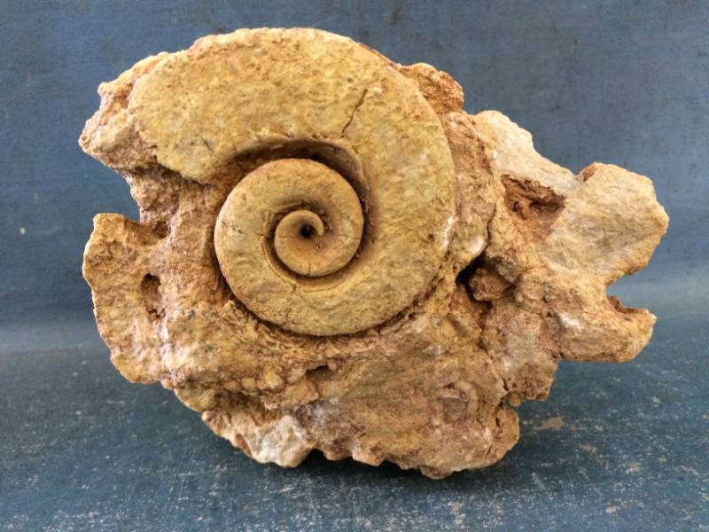 lot 50 image: Fossil in Rock