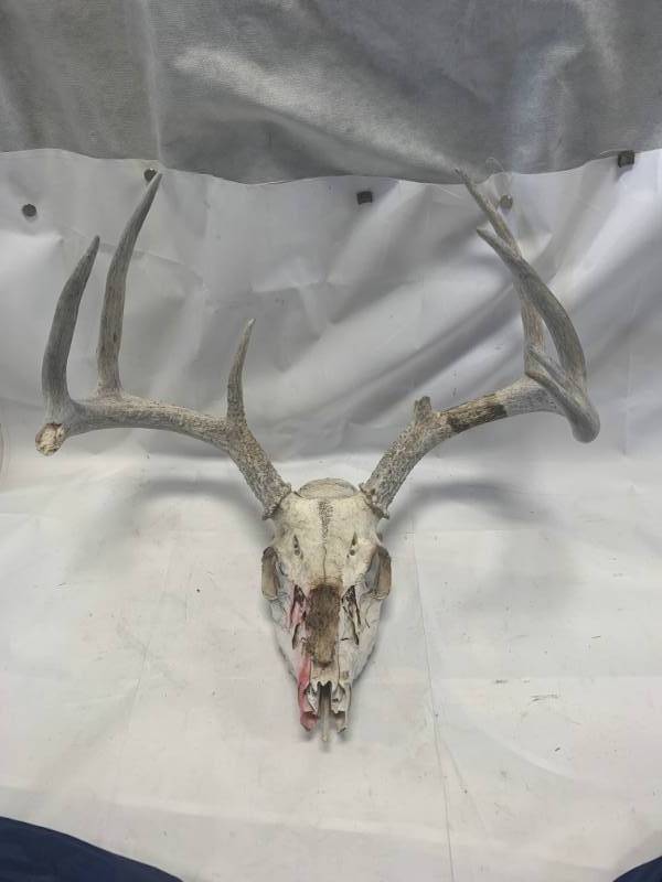 lot 19 image: Deer Antler Rack