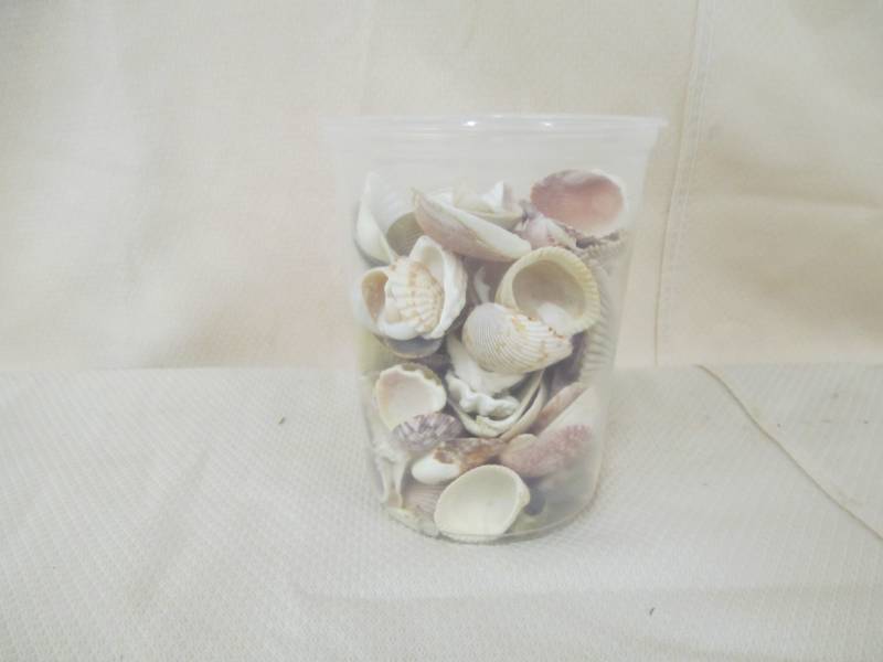 lot 137 image: sea shells