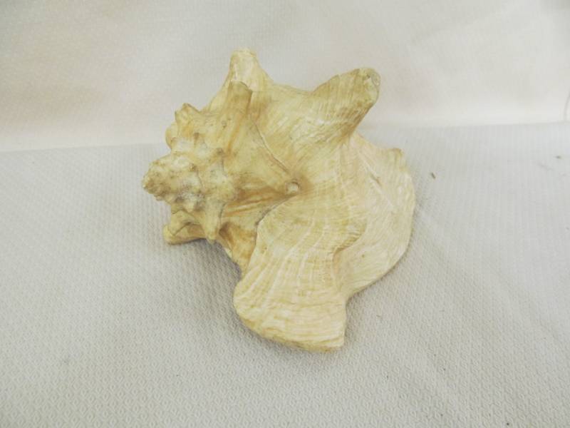 lot 138 image: shell