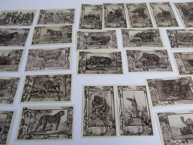 lot 149 image: Group of Antique 1909 African Safari Postcards