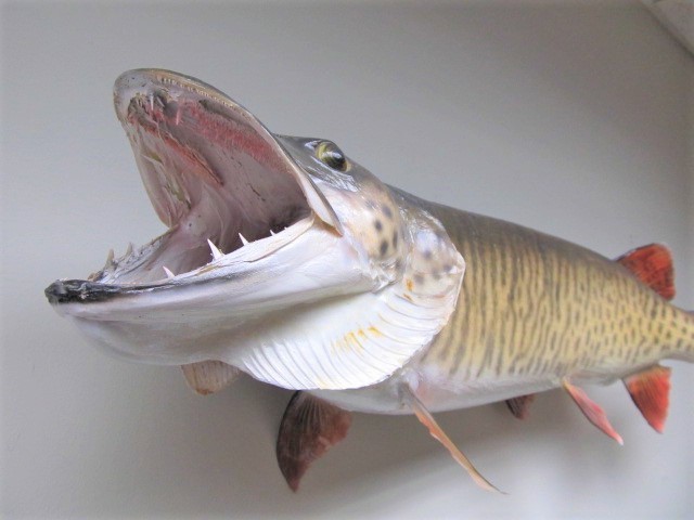 lot 4 image: NICE Large 38 Taxidermy MUSKIE  