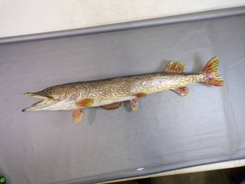 lot 57 image: Taxidermy 34 Northern Pike Mount