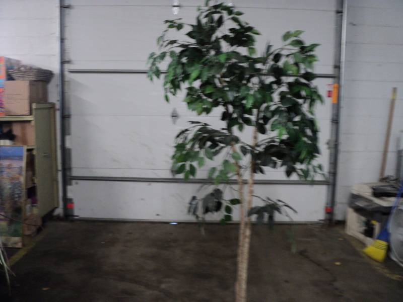 lot 28 image: Artificial Tree 79 tall...