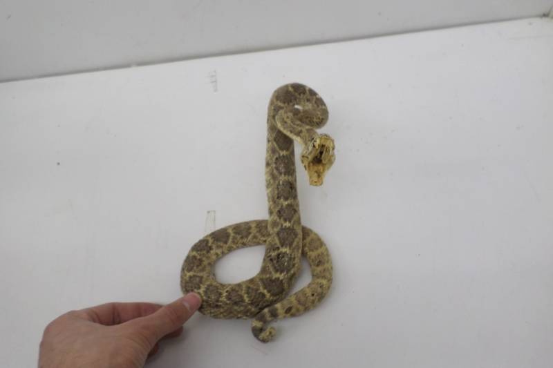lot 73 image: Taxidermy Snake