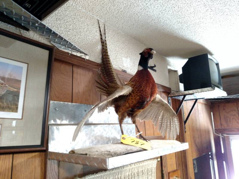 lot 737 image: Pheasant Mount with Display Bracket...