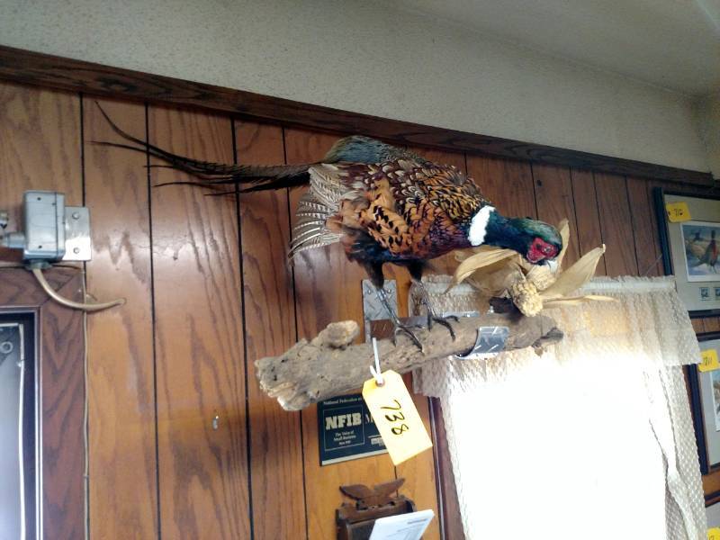 lot 738 image: Pheasant Mount with Display Bracket...