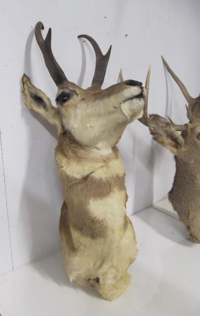 lot 7 image: Whitetail Deer & Antelope Taxidermy Mounts