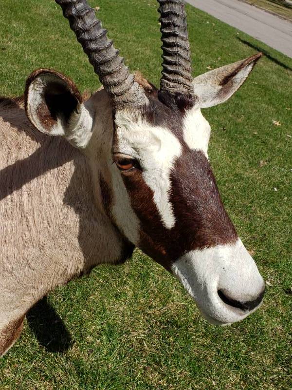 lot 2 image: Gemsbok Oryx Taxidermy Shoulder Mount