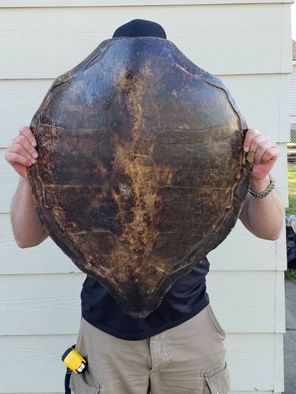 lot 100 image: 28 x 24 Very Large Antique Turtle Shell
