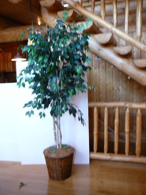 lot 132 image: Artificial Birch Tree