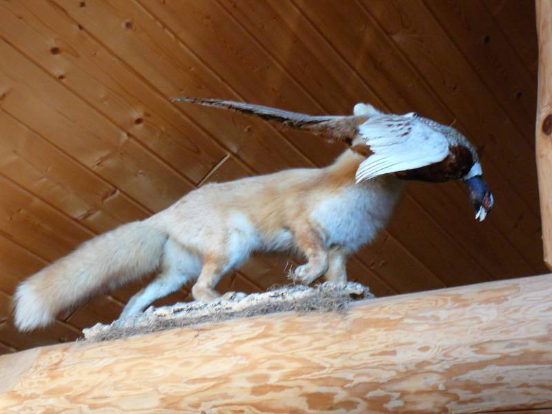 lot 263 image: Fox with a Pheasant Mount