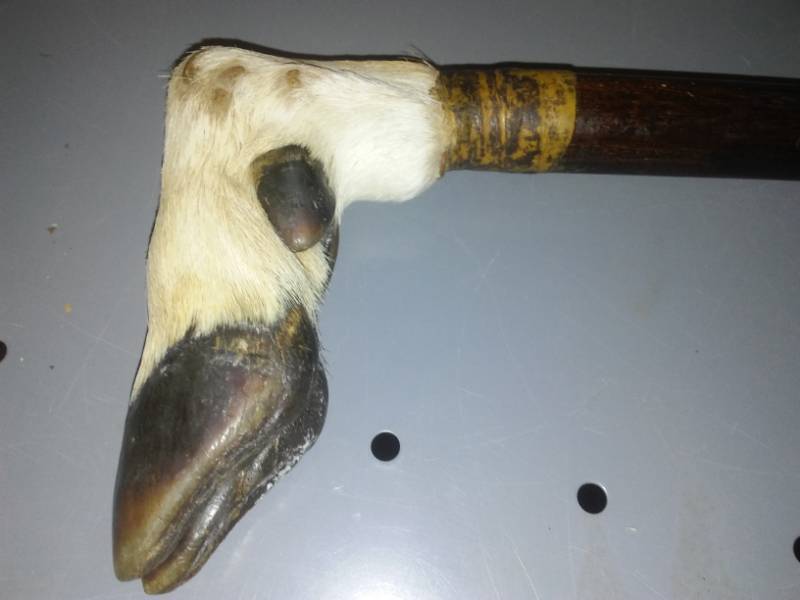 lot 127 image: Walking stick cane deer hoof foot,