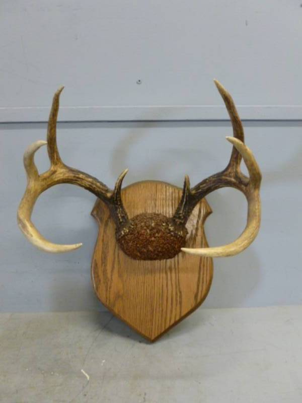 lot 64 image: Deer Rack