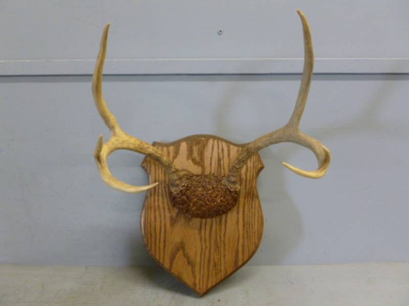 lot 65 image: Deer Rack