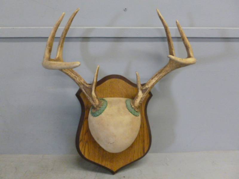 lot 66 image: Deer Rack