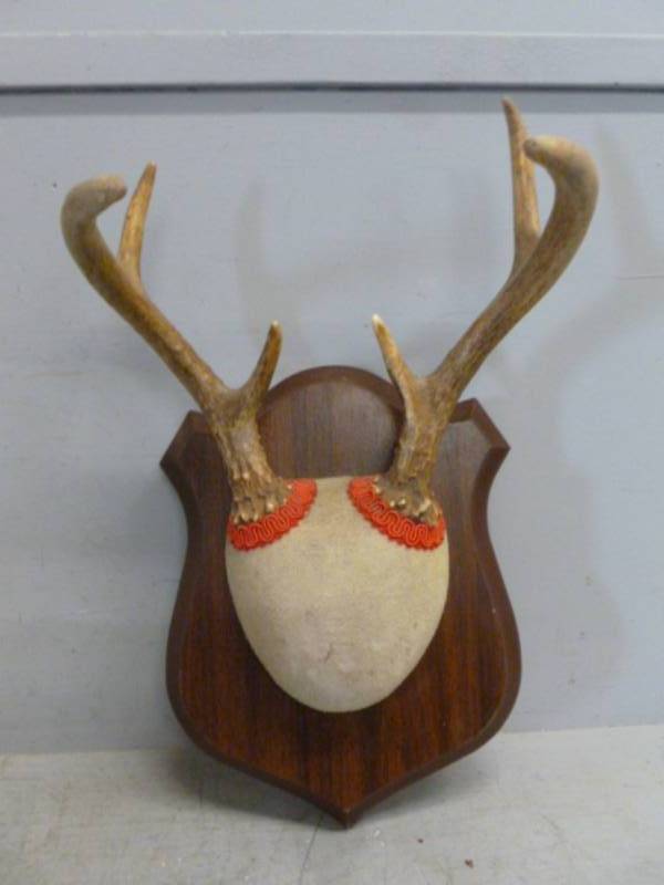 lot 67 image: Deer Rack