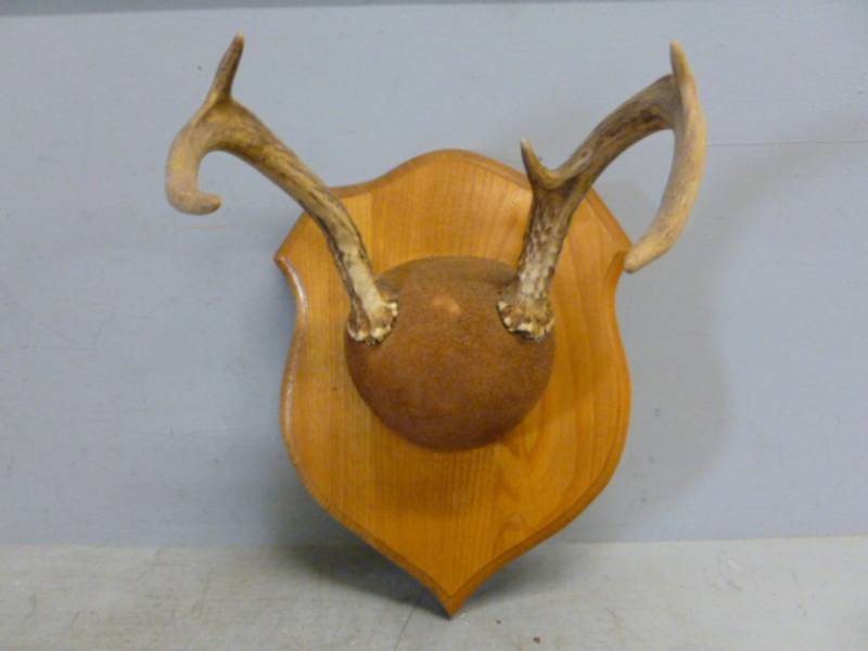 lot 68 image: Deer Rack