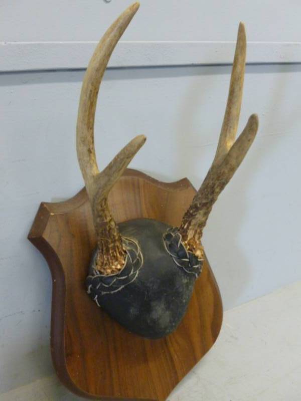 lot 69 image: Deer Rack