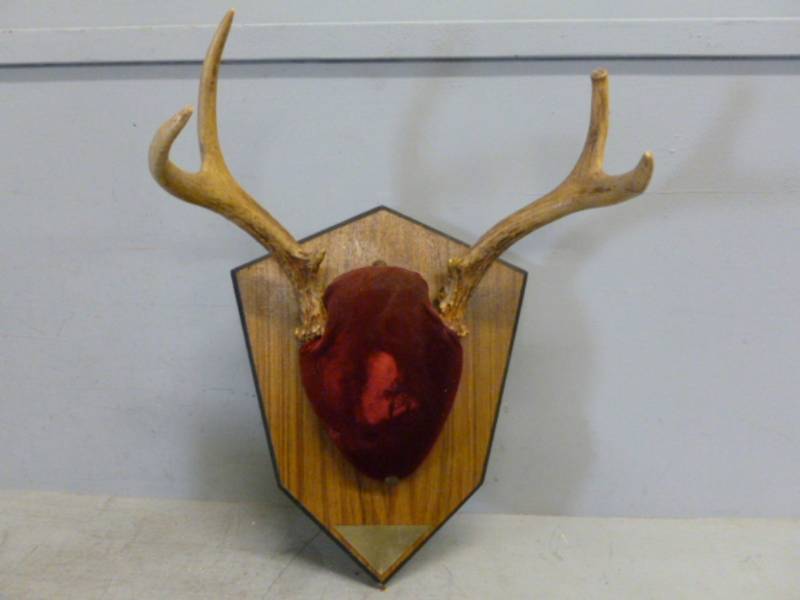 lot 70 image: Deer Rack