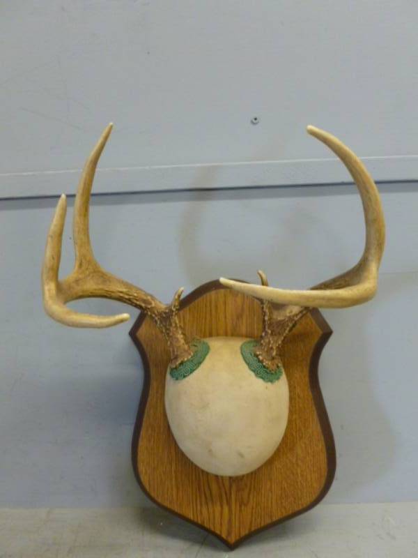 lot 71 image: Deer Rack