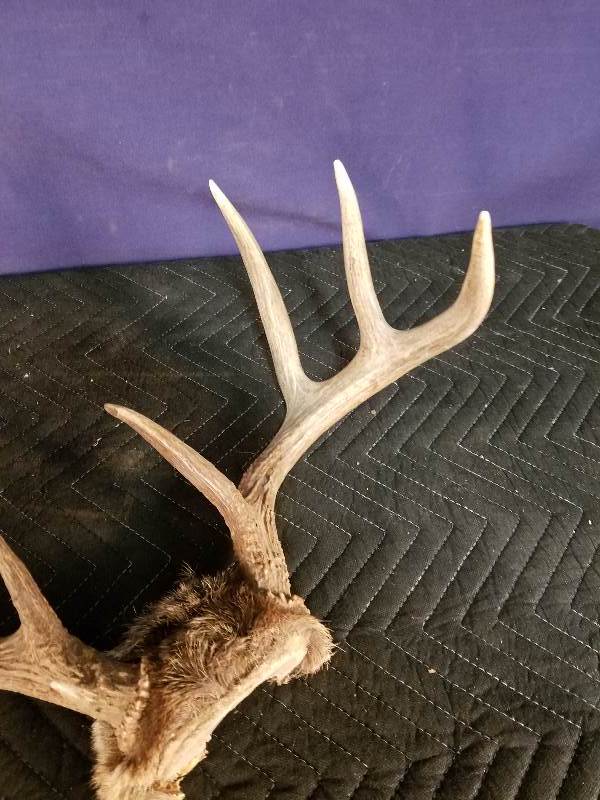 Deer Antlers