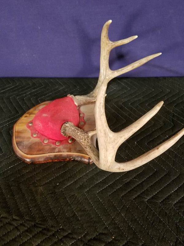 Deer Antlers