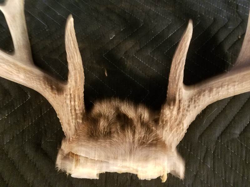 Deer Antlers
