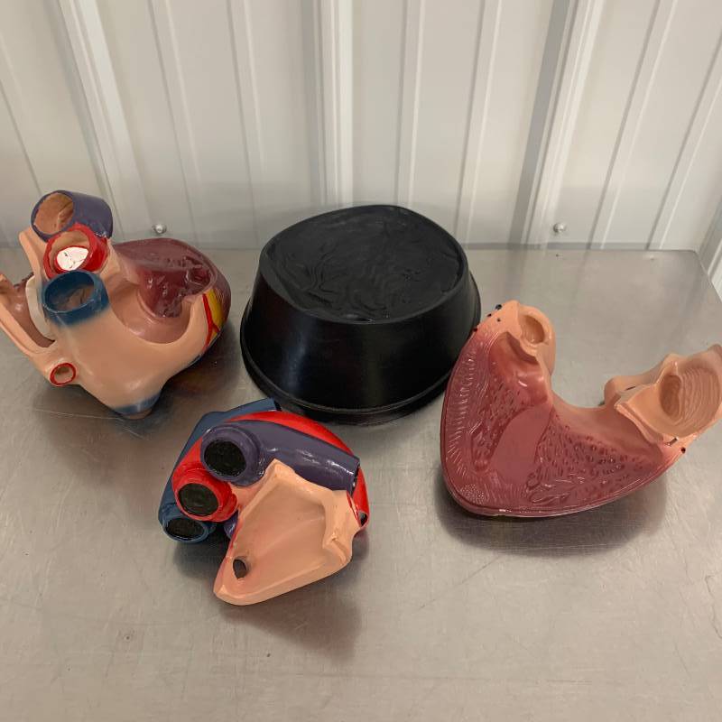 Heart Anatomy Model