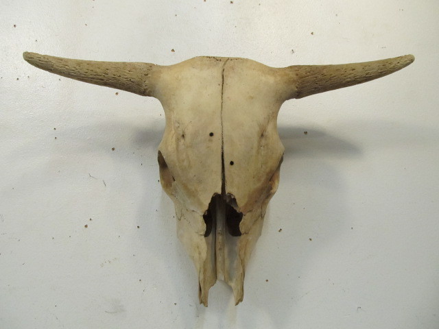 lot 35 image: Large Genuine Cattle Skull