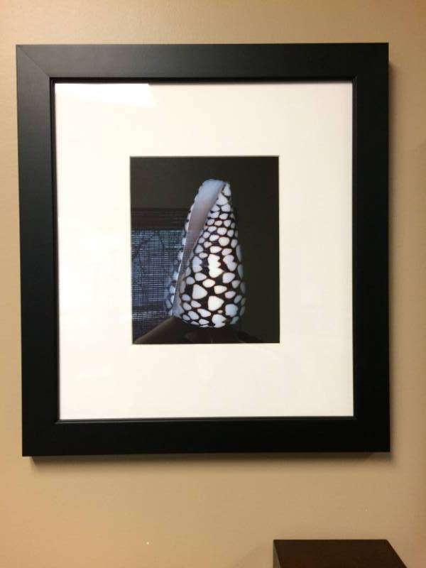 lot 40 image: 2 Framed & Matted Pictures Of Shells Artwork Plus Floating Shelf Underneath - Excellent Condition