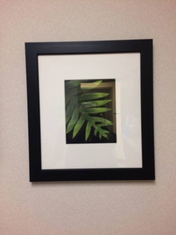 lot 52 image: Trio Framed & Matted Pictures Of Fern Leaves - Excellent Condition 