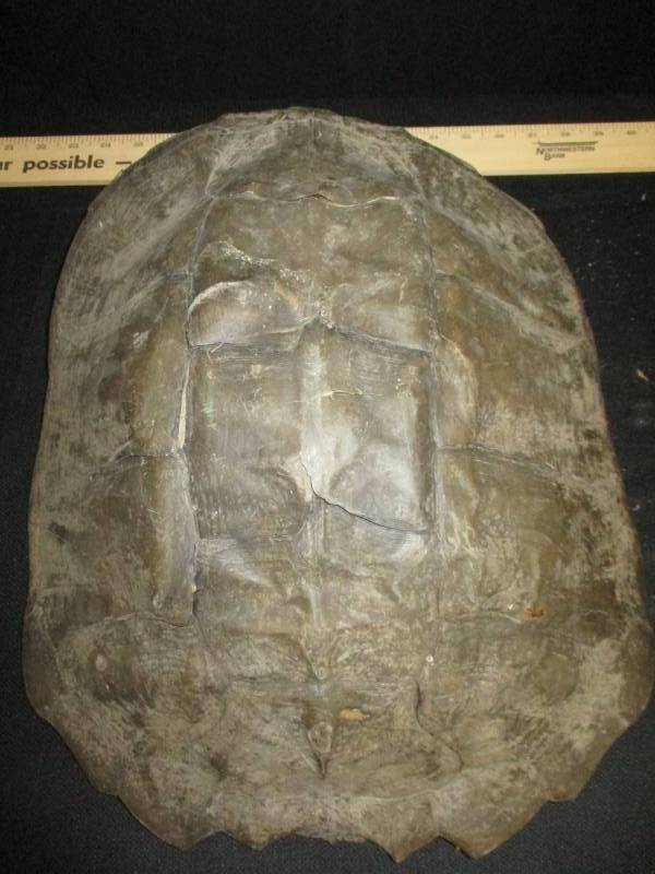 15 x 14 Snapping Turtle Shell