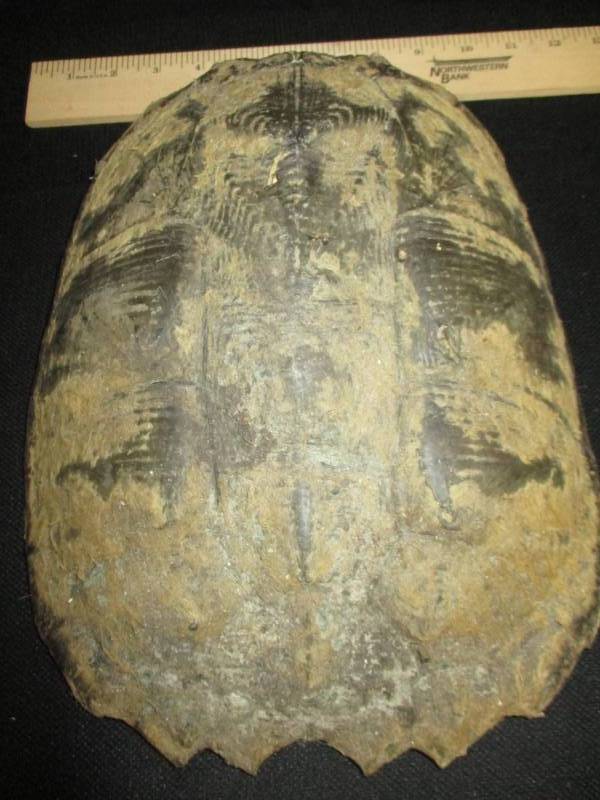9 x 12 Snapping Turtle Shell