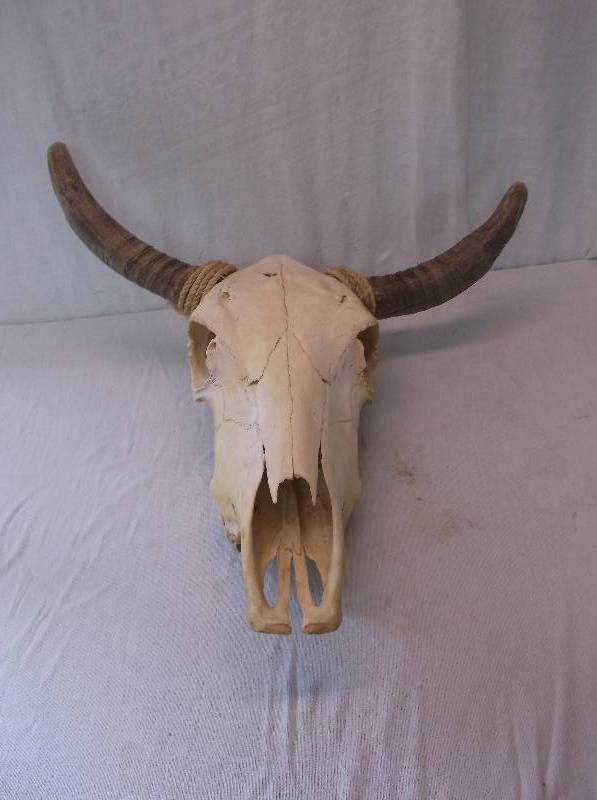 lot 22 image: Bulls Head