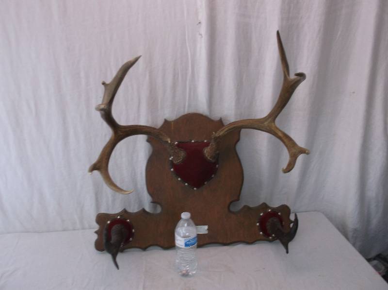 lot 26 image: Mule Deer