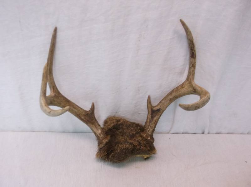 lot 49 image: Deer Rack