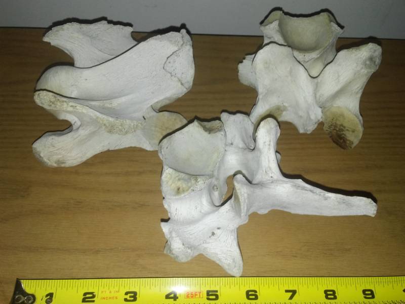 lot 137 image: 3 vertebrae from Sasquatch - or not.