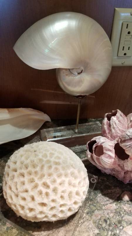 lot 141 image: Collection of Large Shells, Coral and Barnacle