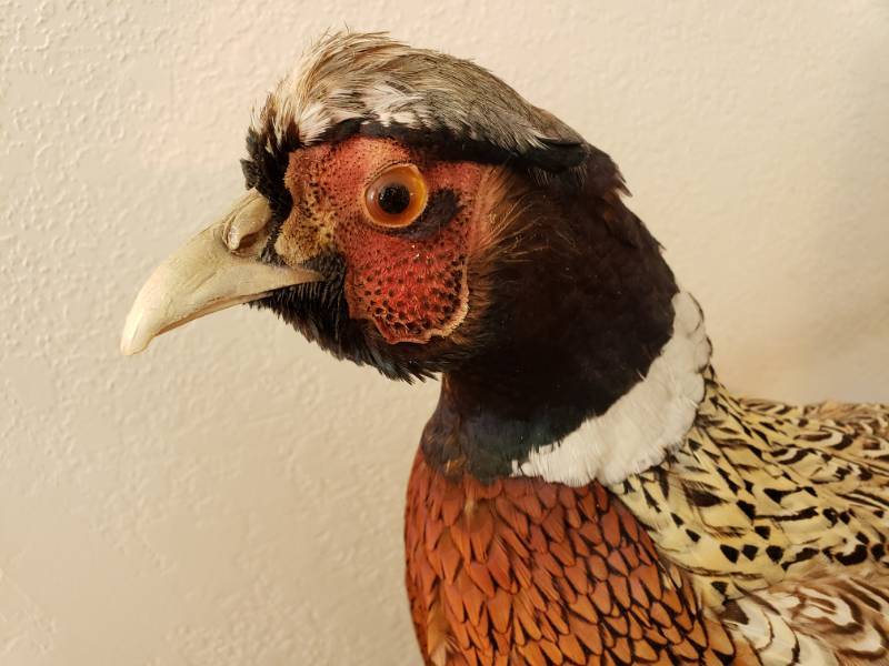 lot 34 image: Male and Female Pheasant Taxidermy