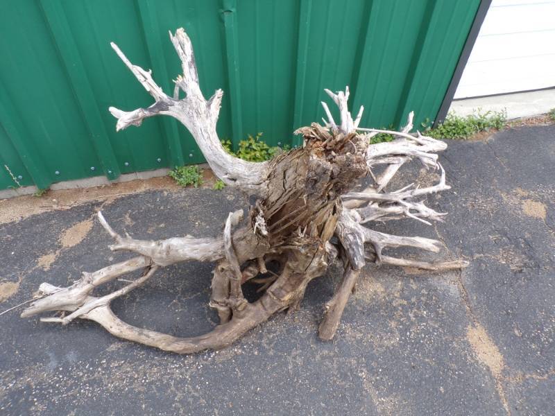 lot 19 image: Drift Wood Tree Root