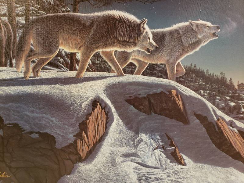 lot 134 image: Kim Norlien Signed and Numbered Limited Edition Midnight Prowler Print on Canvas 34 x 22 #141  200