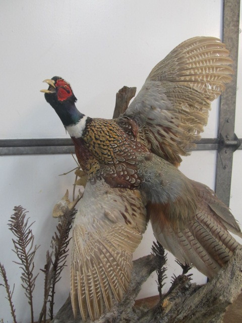 lot 220 image: Large Genuine Male & Female Pheasant Taxidermy Mount