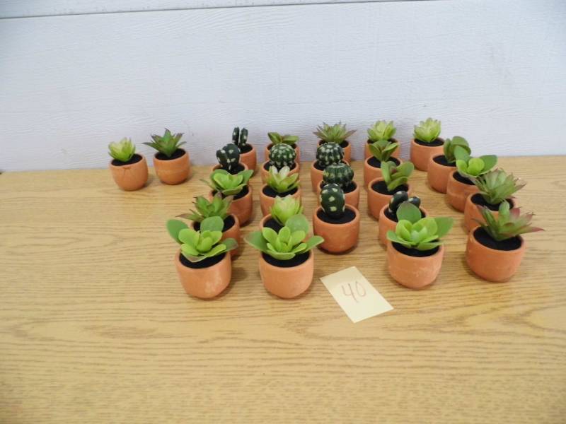 lot 40 image: Lot of 25 Mini Succulents